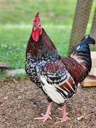 Speckled Sussex Roosters