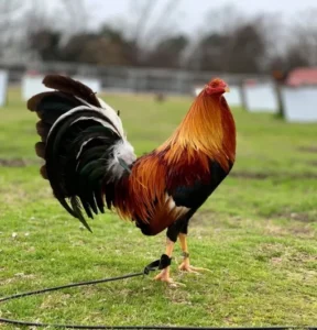 yellow leg hatch gamefowl for sale