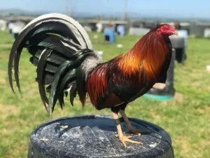 yellow leg hatch gamefowl for sale