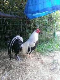 A majestic Frost Grey gamefowl rooster displaying silver hackles and a strong, muscular physique.