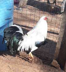 A majestic Frost Grey gamefowl rooster displaying silver hackles and a strong, muscular physique.