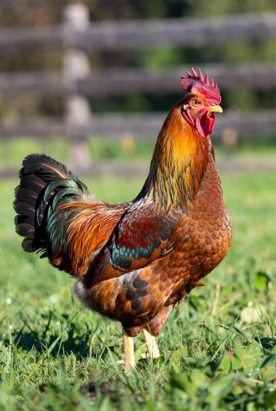 gamefowl bloodlines