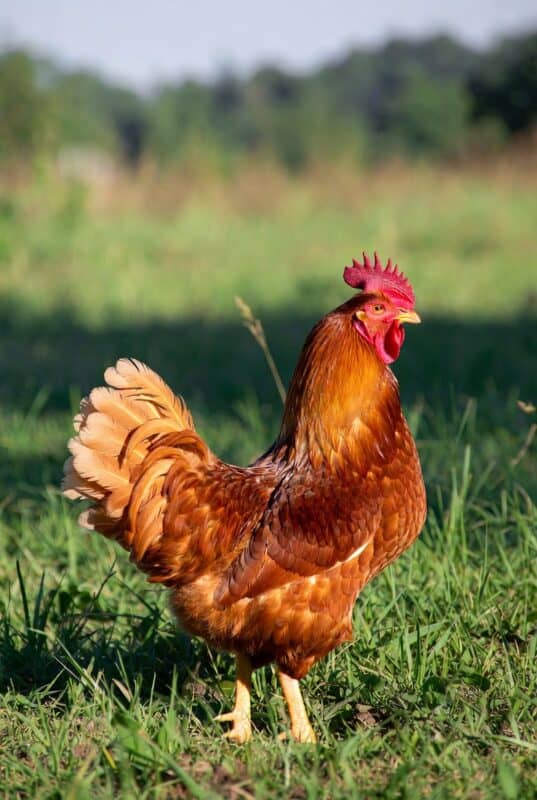 gamefowl bloodlines