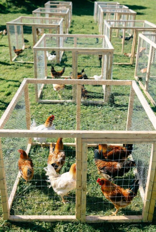 Gamefowl Breeding Programs