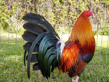 breeding pure Kelso gamefowl