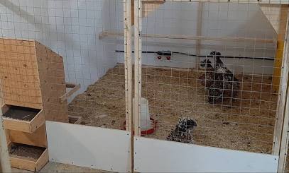 breeding pure Kelso gamefowl