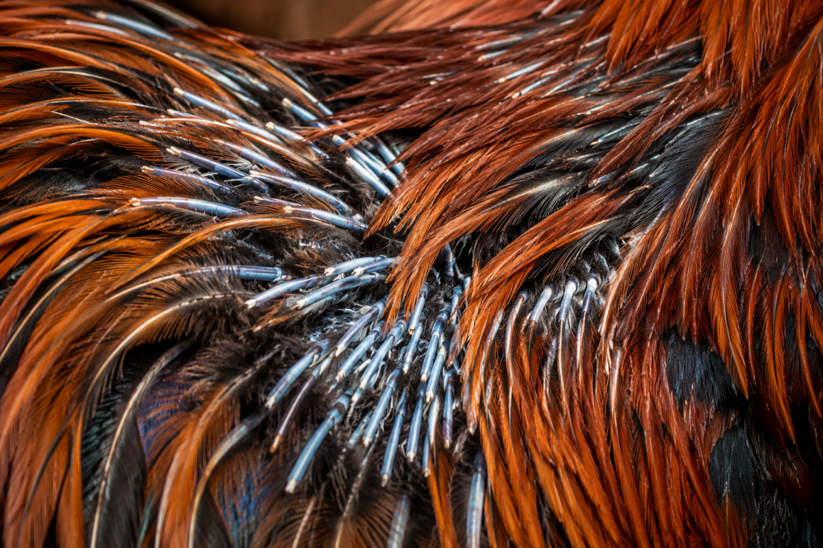 Molting Season