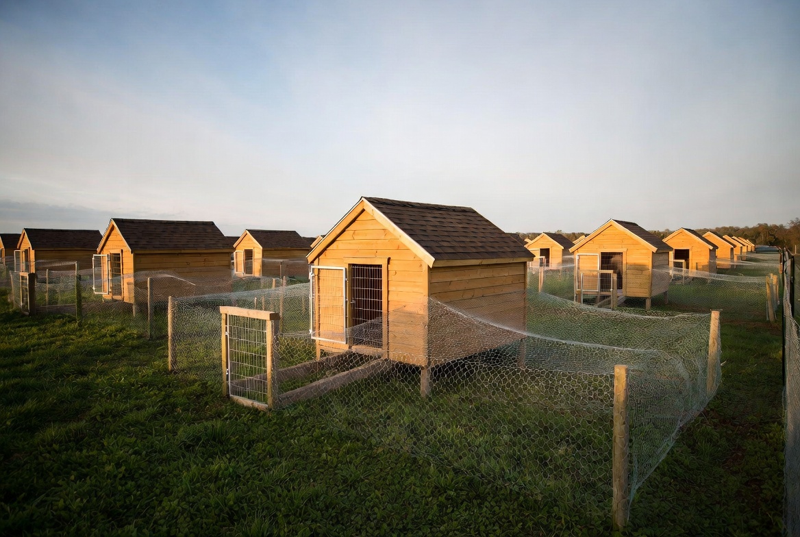Housing and Pen Setup for Healthy Gamefowl