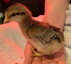 Barnevelder Day Old Chicks