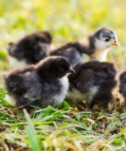 Barred Plymouth Rock