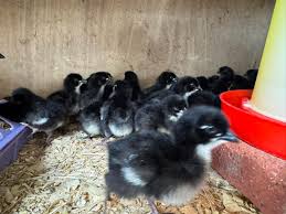 Black Australorp Hybrid