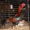 Black Breasted Red Aseel chickens for sale