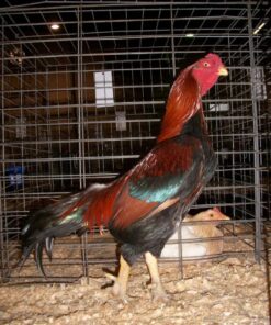 Black Breasted Red Aseel chickens for sale