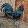 Black Roundhead gamefowl for sale