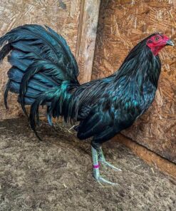 Black Roundhead gamefowl for sale