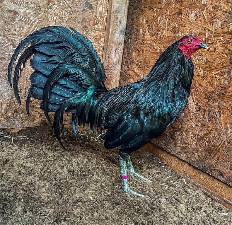 Black Roundhead gamefowl for sale