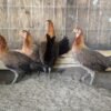Blueface Hatch hens