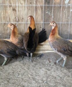 Blueface Hatch hens