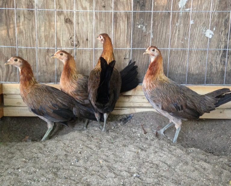 Blueface Hatch hens