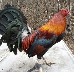 Blueface Hatch rooster