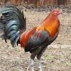 Brown Red gamefowl