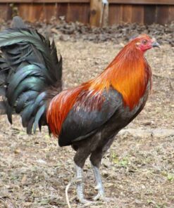Brown Red gamefowl