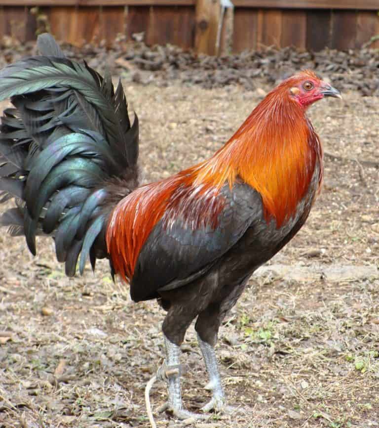 Brown Red gamefowl