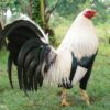 Clement Grey gamefowl