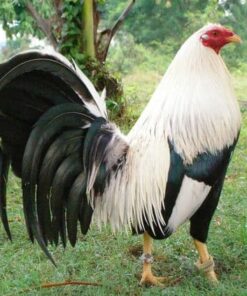 Clement Grey gamefowl