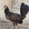Dark Hatch hens
