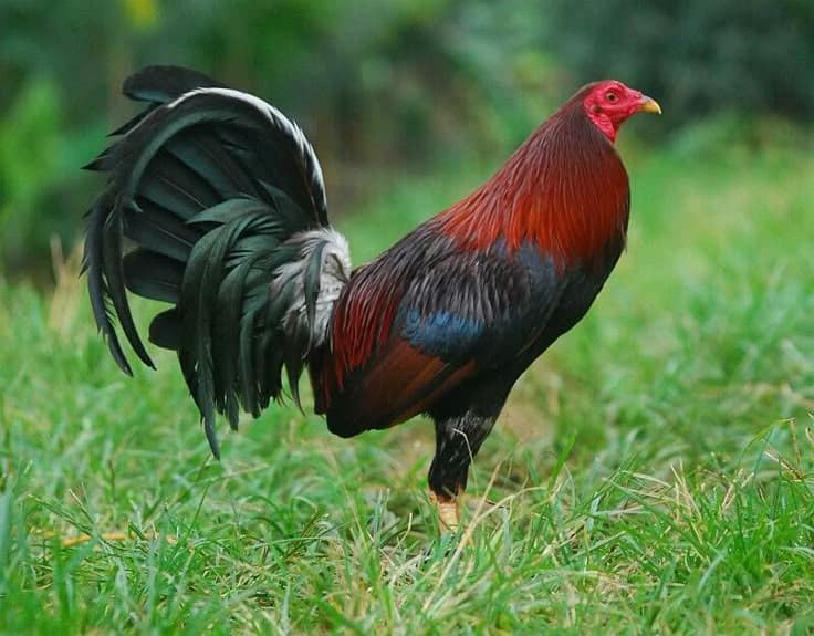 Democrat gamefowl