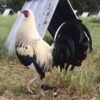Fairchild Grey gamefowl