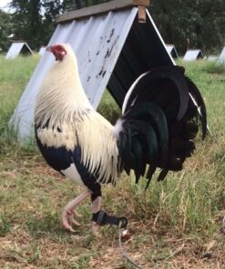 Fairchild Grey gamefowl