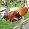 Gerrard Hatch gamefowl