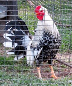 Ginn Grey Toppy roosters for sale