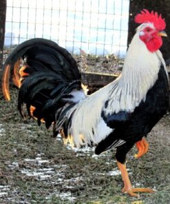 Ginn Grey Toppy roosters for sale