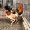 Golden Monkey Sweater gamefowl