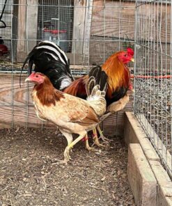 Golden Monkey Sweater gamefowl