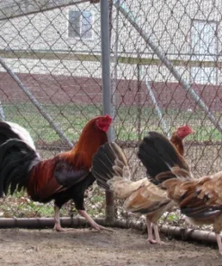 Lacy Roundhead gamefowl for sale