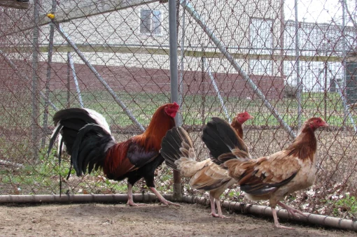 Lacy Roundhead gamefowl for sale