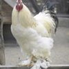 Light Brahma Rooster