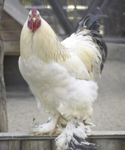 Light Brahma Rooster