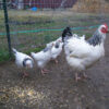 Light Sussex Chickens