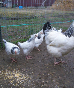 Light Sussex Chickens