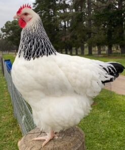 Light Sussex Roosters