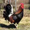 Madigan Claret Gamefowl