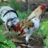 Miner Blue gamefowl