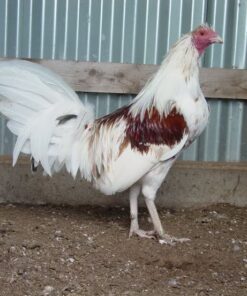 Minor Blue roosters for sale