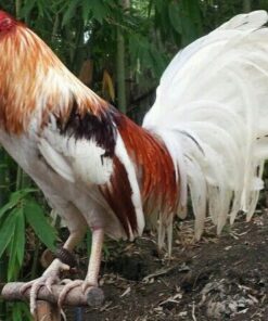 Minor Blue roosters for sale