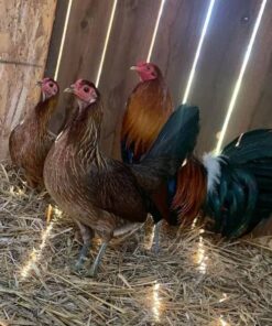 Penny Harold Brown gamefowl for sale